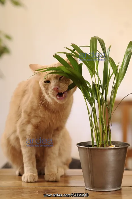 : Male European red tabby cat eating a green plant France : Male European red tabby cat eating a green plant France