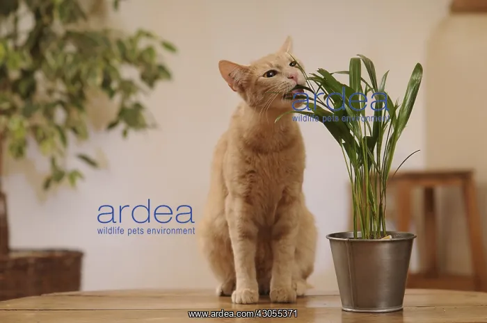 : Male European red tabby cat eating a green plant France : Male European red tabby cat eating a green plant France