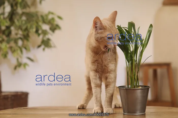 : Male European red tabby cat eating a green plant France : Male European red tabby cat eating a green plant France