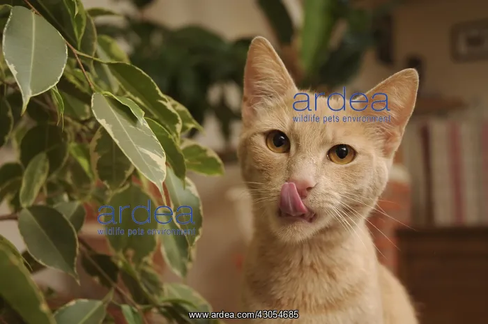 : Male European red tabby cat next to a Ficus France : Male European red tabby cat next to a Ficus France