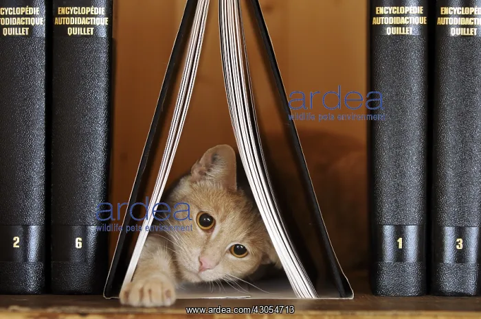 : Male European red tabby cat playing on a bookshell : Male European red tabby cat playing on a bookshell