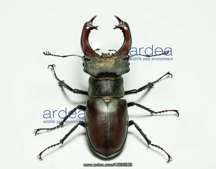 : Male European stag beetle (Lucanus cervus) isolated : Male European stag beetle (Lucanus cervus) isolated
