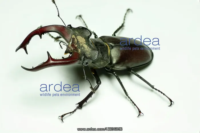 : Male European stag beetle (Lucanus cervus) isolated : Male European stag beetle (Lucanus cervus) isolated