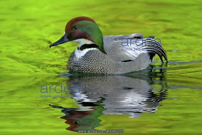 : Male Falcated Duck : Male Falcated Duck