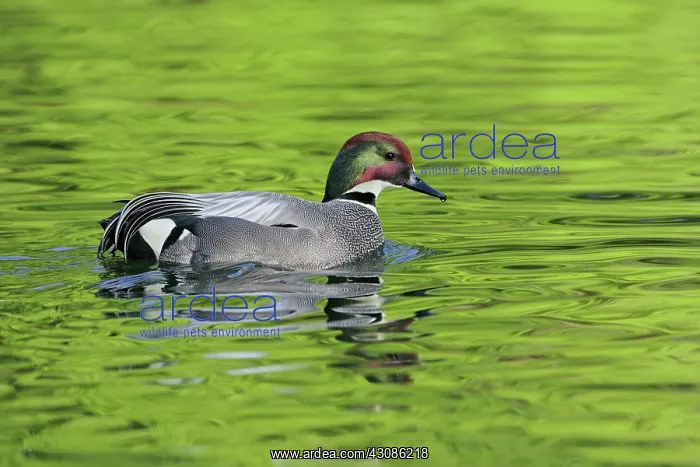: Male Falcated Duck : Male Falcated Duck