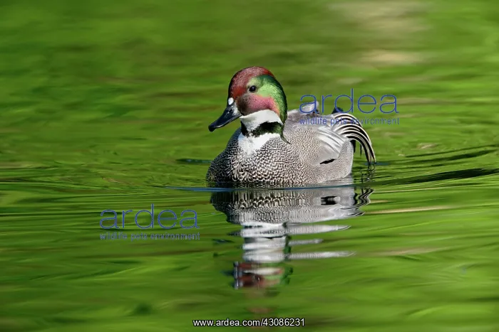 : Male Falcated Duck : Male Falcated Duck