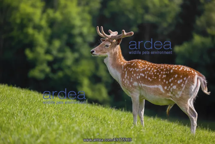 : A male fallow deer (Dama dama) stands on a meadow : A male fallow deer (Dama dama) stands on a meadow