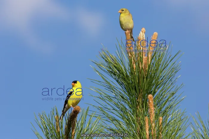 : Male and Female American Goldfinches : Male and Female American Goldfinches