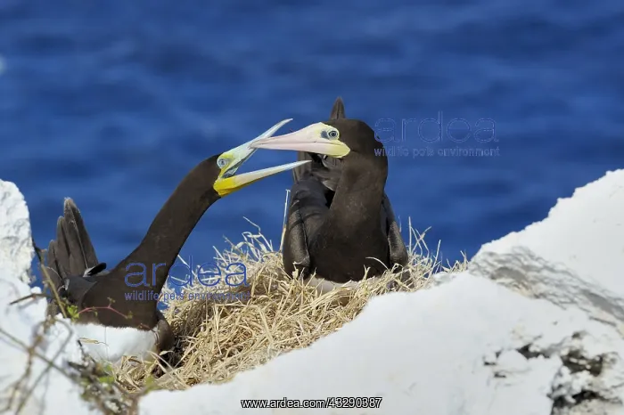  : A male and female Brown Booby (Sula leugogaster