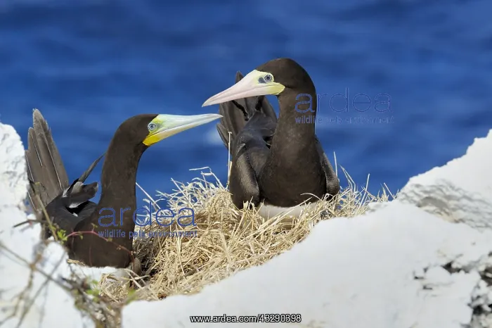  : A male and female Brown Booby (Sula leugogaster
