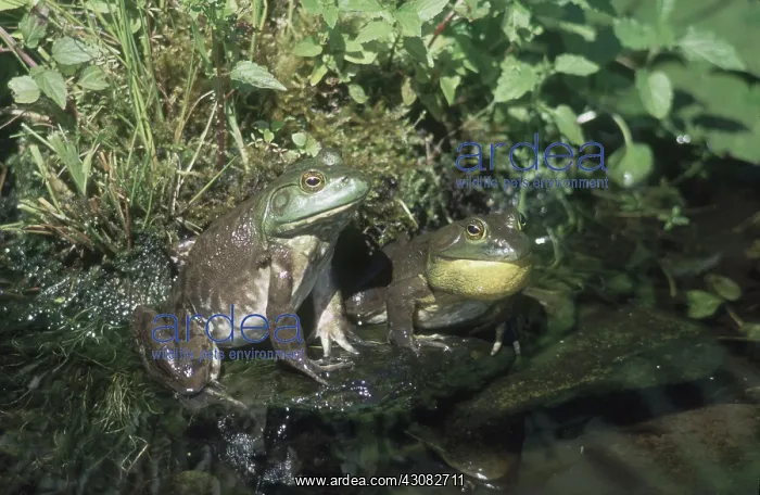 : Male and Female Bullfrogs : Male and Female Bullfrogs