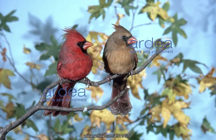 : Male and Female Cardinals : Male and Female Cardinals