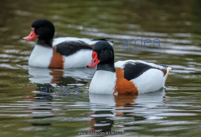 : Male and female Common shelduck, Tadorna tadorna : Male and female Common shelduck, Tadorna tadorna