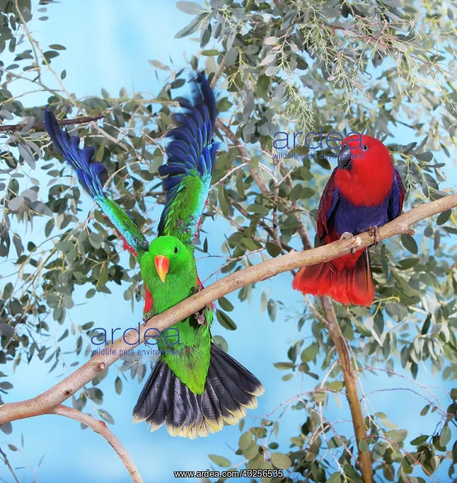 : MALE AND FEMALE ECLECTUS PARROT (eclectus roratus) : MALE AND FEMALE ECLECTUS PARROT (eclectus roratus)