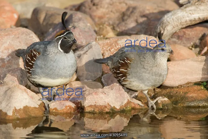 : Male and female Gambel's Quail : Male and female Gambel's Quail