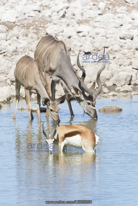 : Male and female Greater Kudu (Tragelaphus strep : Male and female Greater Kudu (Tragelaphus strep