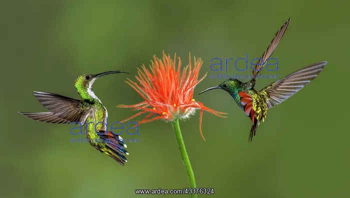 : Male and female Green breasted Mango hummingbirds : Male and female Green breasted Mango hummingbirds