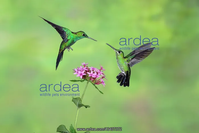 : Male and female Green-crowned brilliant Heliodoxa jacul : Male and female Green-crowned brilliant Heliodoxa jacul