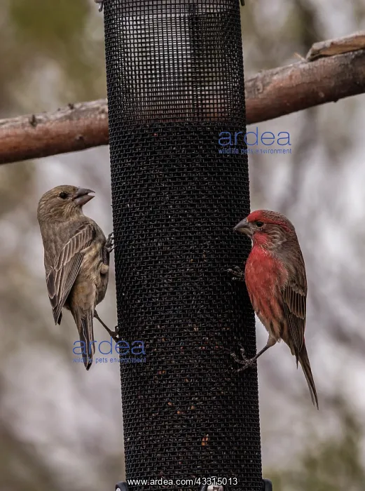 : Male and female House finch, Haemorhous mexicanu : Male and female House finch, Haemorhous mexicanu