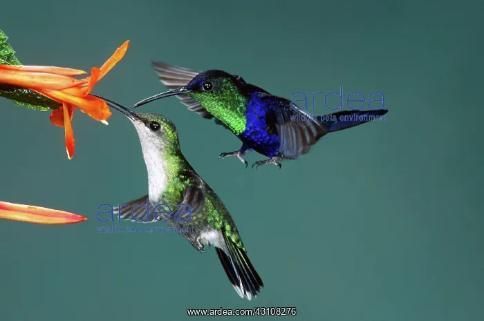 : Male and Female Hummingbirds : Male and Female Hummingbirds
