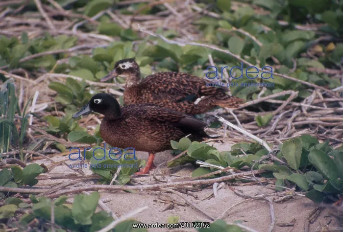 : Male and Female Laysan Teal Ducks : Male and Female Laysan Teal Ducks