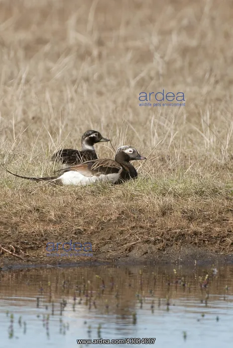 : Male and female long-tailed duck : Male and female long-tailed duck