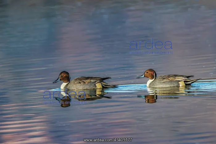 : Male and female Northern pintail ducks. Bosque del : Male and female Northern pintail ducks. Bosque del