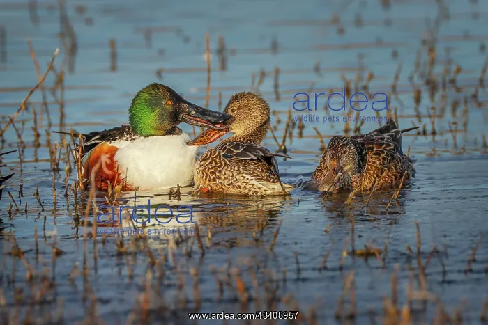 : Male with two female Northern shovelers, Bosque : Male with two female Northern shovelers, Bosque