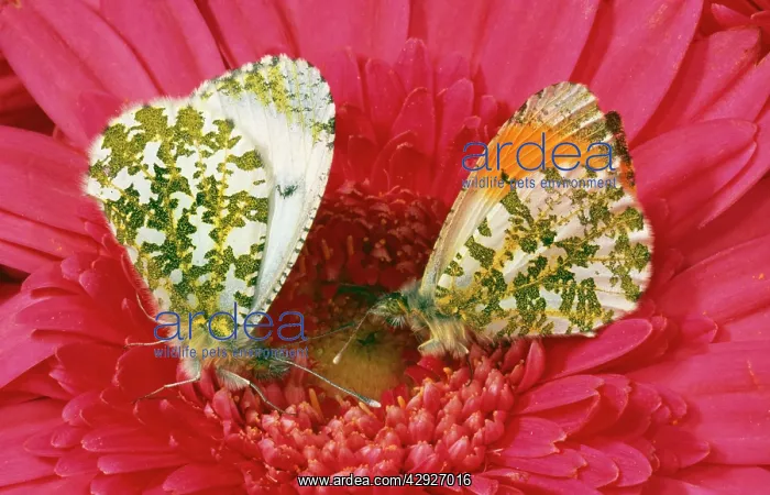 : Male and female Orange-tip BUTTERFLIES - on pink : Male and female Orange-tip BUTTERFLIES - on pink