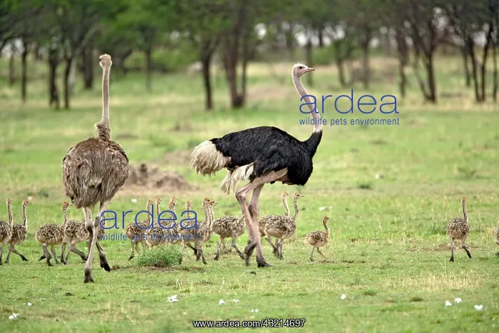 : Male and female Ostrich with flock of young : Male and female Ostrich with flock of young