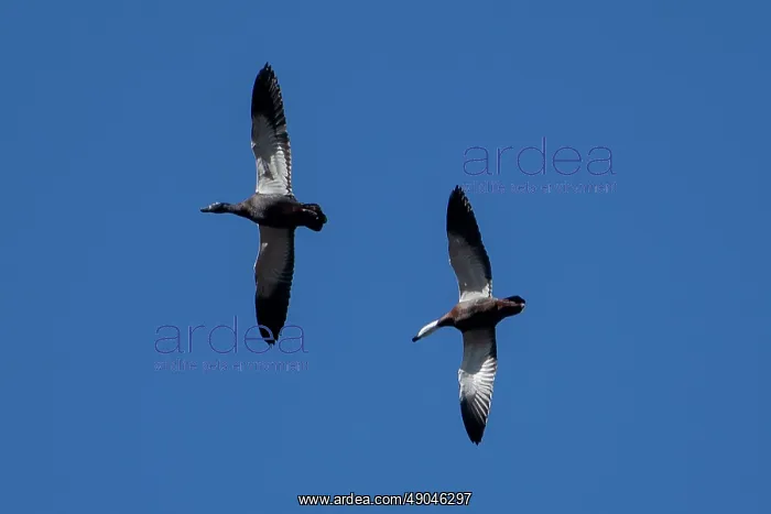 : Male and female Paradise Shelducks in flight : Male and female Paradise Shelducks in flight