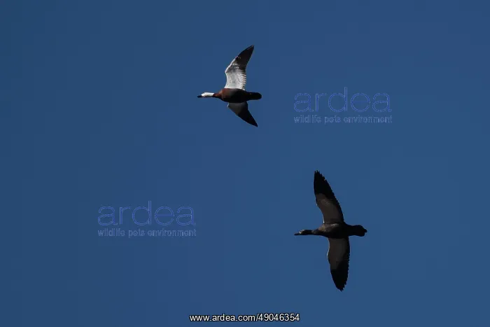 : Male and female Paradise Shelducks in flight : Male and female Paradise Shelducks in flight