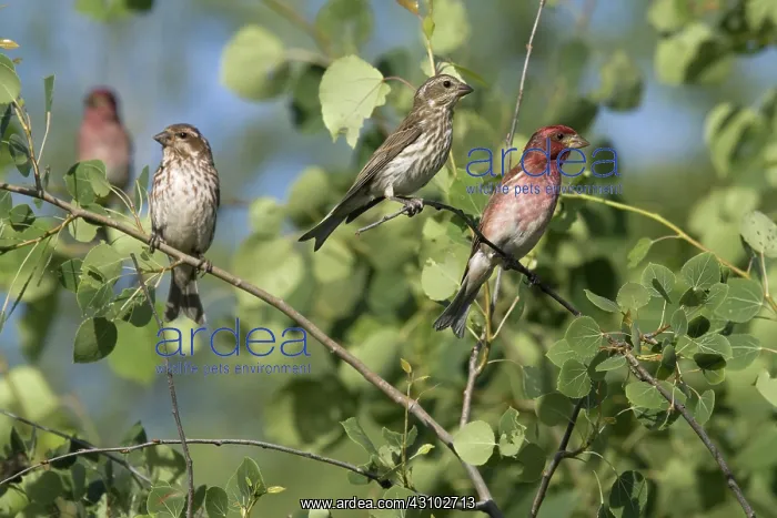 : Male and Female Purple Finches : Male and Female Purple Finches