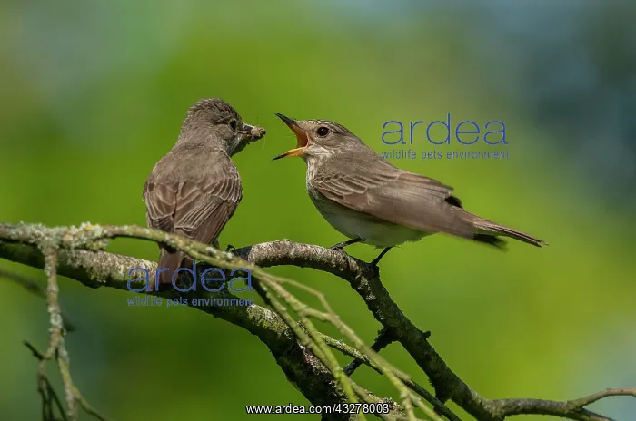 : Male and female Spotted flycatchers, Muscicapa striata : Male and female Spotted flycatchers, Muscicapa striata