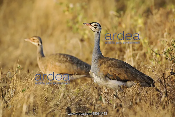 : Male and Female White-bellied Bustards : Male and Female White-bellied Bustards