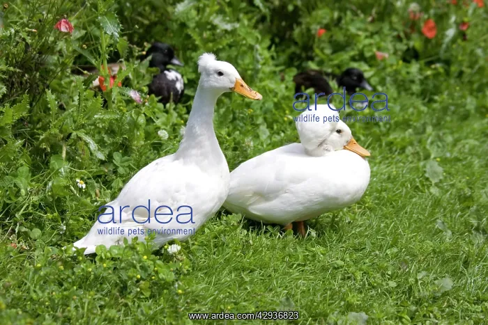 : Male and female white crested call duck - showing : Male and female white crested call duck - showing