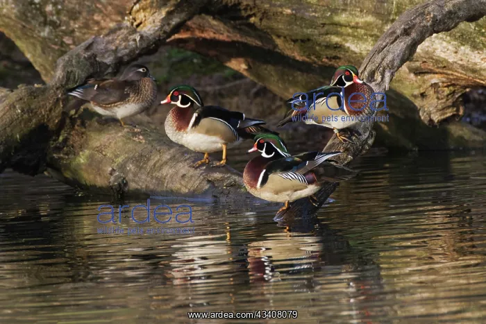 : Male and female wood ducks, resting on fallen tree, Kentucky : Male and female wood ducks, resting on fallen tree, Kentucky