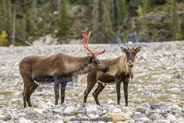  : A male and a female woodland caribou (Rangifer tarandus caribou)
