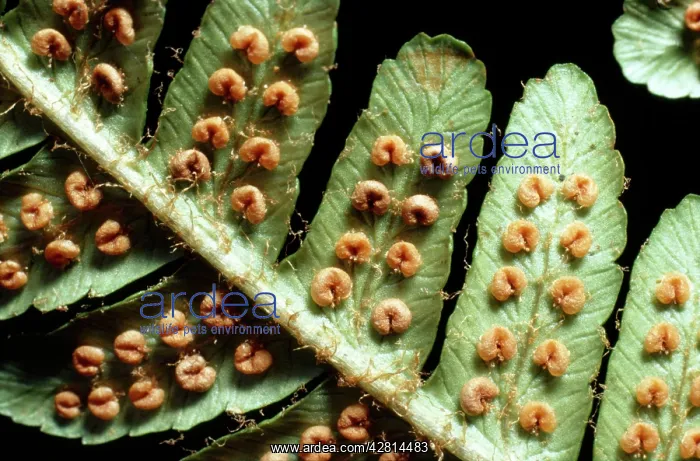 : Male Fern - close-up of male showing sori : Male Fern - close-up of male showing sori