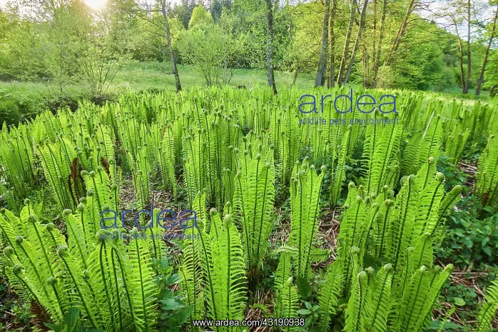 : Male fern (Dryopteris filix-mas), growing on a wet : Male fern (Dryopteris filix-mas), growing on a wet