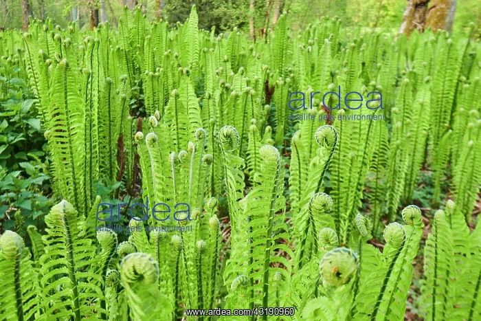 : Male fern (Dryopteris filix-mas), growing on a wet : Male fern (Dryopteris filix-mas), growing on a wet