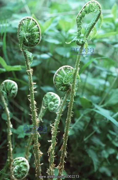 : MALE FERN - Fronds of male fern unfolding : MALE FERN - Fronds of male fern unfolding