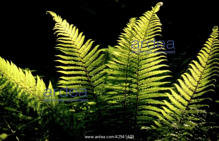  : Male Fern - in sunlight