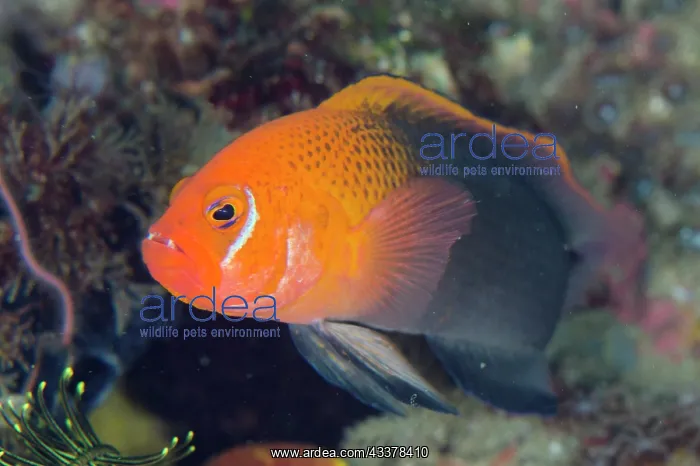 : Male Fiery Dottyback : Male Fiery Dottyback