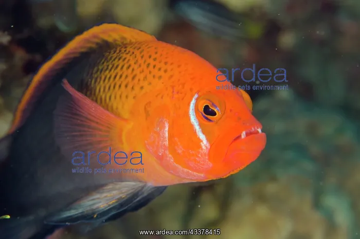 : Male Fiery Dottyback : Male Fiery Dottyback