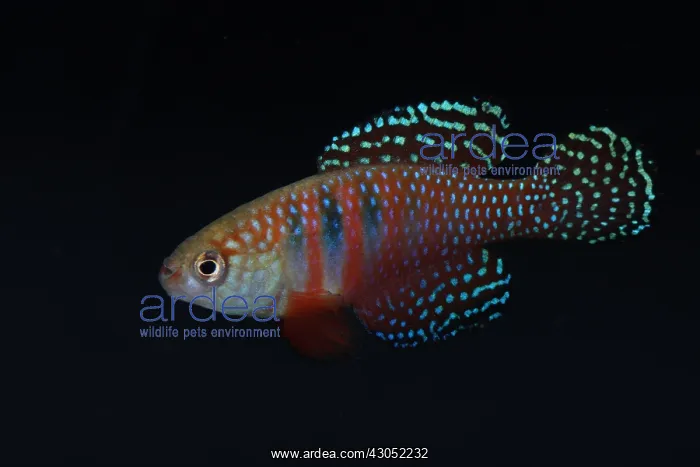 : Male fish in color : Male fish in color