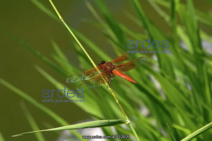 : Male Flame Skimmer : Male Flame Skimmer