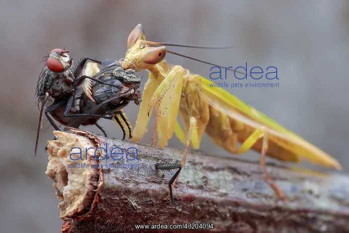 : A male flower mantis (Creobroter sp.) eating the : A male flower mantis (Creobroter sp.) eating the