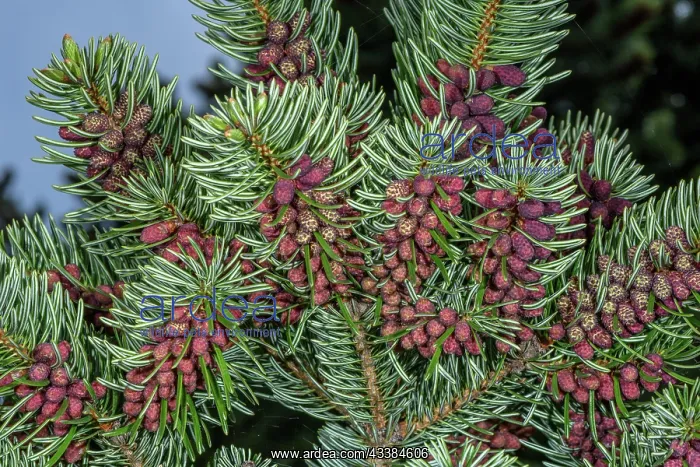 : Male flowers and foliage of King Boriso'n fir, A : Male flowers and foliage of King Boriso'n fir, A