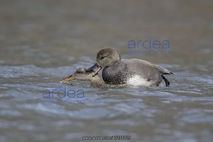 : Male Gadwall attempting to mate with female Mallard : Male Gadwall attempting to mate with female Mallard